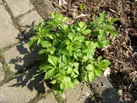 unknown2.webp