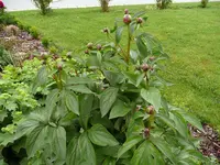 Pfingstrose rosa 1.webp