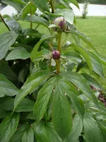 Pfingstrose rosa 2.webp