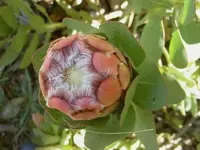 Protea v.webp