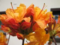 IMG_1369.webp