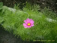 Garten 001.webp