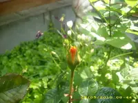 Garten 002.webp
