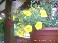 Garten 003.webp