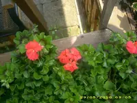 Garten 005.webp