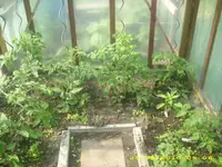 Garten 007.webp
