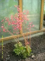 Garten 010.webp