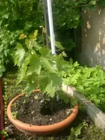 Garten 011.webp