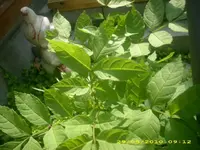 Garten 012.webp