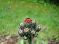 unbekanntePflanze1.webp