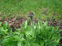 unekanntePflanze2.webp