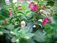 DSCI000777.webp