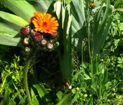 HabichtskrautMontage.webp