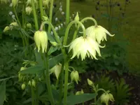 Garten Mai5 001.webp