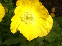 Garten Mai5 002.webp