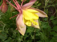 Garten Mai5 003.webp
