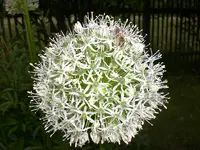 Garten Mai5 004.webp