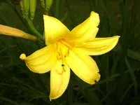 Garten Mai5 005.webp