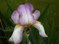 Garten Mai5 013.webp