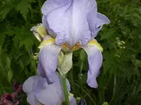 Garten Mai5 014.webp
