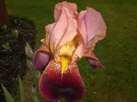Garten Mai5 015.webp