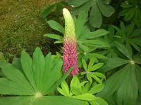 Garten Mai5 016.webp