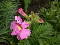Garten Mai5 018.webp