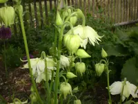 Garten Mai5 019.webp