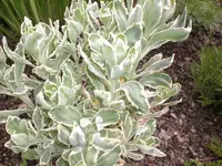 Garten Mai5 021.webp