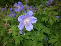Garten Mai5 022.webp