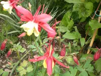 Garten Mai5 024.webp