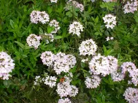 Garten Mai5 025.webp