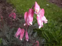 Garten Mai5 006.webp