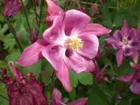 Garten Mai5 007.webp