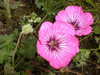 Garten Mai5 009.webp