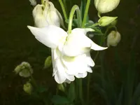 Garten Mai5 011.webp