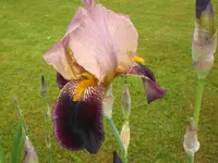 Garten Mai5 012.webp