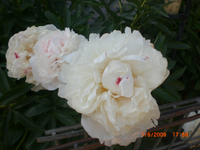 CIMG0001.webp