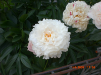 CIMG0002.webp