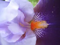 iris 2farbig.webp