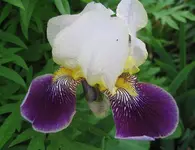 iris dunkelblau.webp