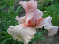 iris rose.webp