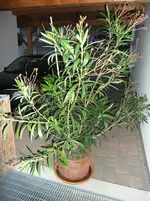 011.webp
