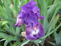 IMG_guru_1024x768.webp