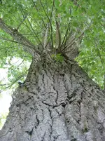 IMG_1298.webp
