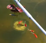 Texas Dawn mit vielen Fischen2_klein.webp