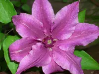 DSCI0928.webp