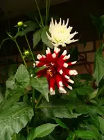 n1.webp