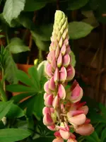 n2.webp