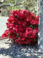 Urlaub Brissag 22.5. -29.5.10 096.webp